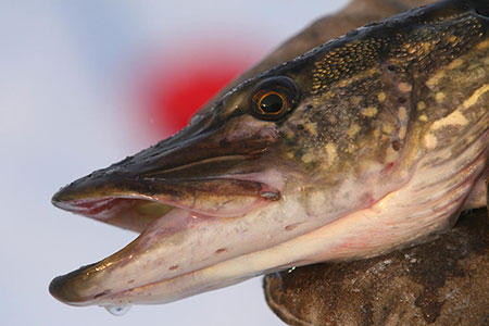 Ice Fishing for Northern Pike, Alaska Department of Fish and Game