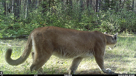 A trail camera in Southern British Columbia captured this picture of a mountain lion on June 23 2024 Photo courtesy Garth Mowat Wildlife and Biodiversity Branch Ministry of Water Land and Resource Stewardship