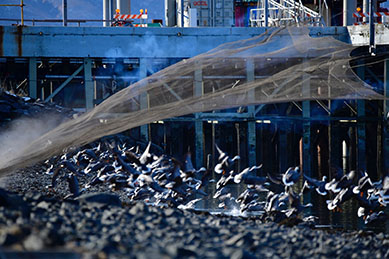 A rocket net deploying over Emperor Geese in KodiakThe device essentially throws a net over the birds so they can be captured and released