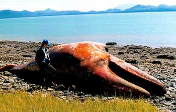 Whale bones found in highway were not from mystery whale