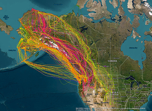 Map of all movement data recieved since beginning of project Each bird is represented by a different color line Many are flying more than 2000 miles in this migration Note the more horizontal paths left of the center some geese staging in Cold Bay fly nonstop directly across the Gulf of Alaska to reach their wintering grounds in western Oregon and Washington