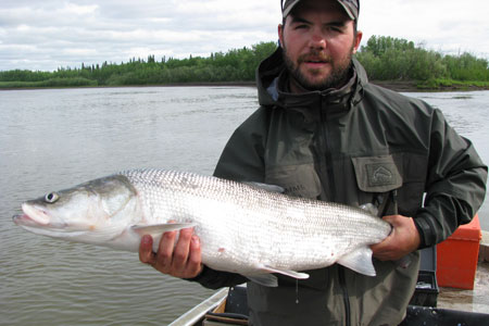 Life History of Kuskokwim River Sheefish, Alaska Department of