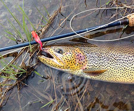 Wyoming Trout Pattern Bracelet >> Cutthroat Trout Fly, 41% OFF