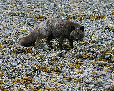 Arctic Fox Species Profile, Alaska Department of Fish and Game