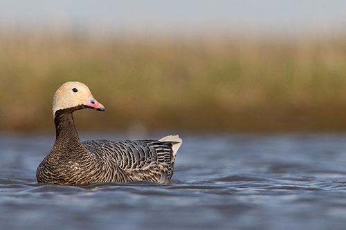 Emperor Goose  Ducks Unlimited