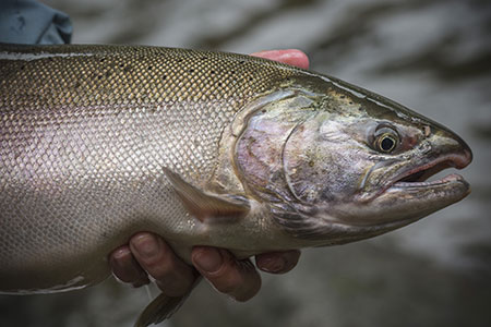 Fishing for Coho Salmon, Alaska Department of Fish and Game