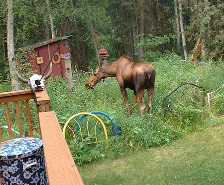 Moose Flies Alaska Department Of Fish And Game