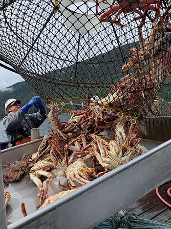 King Crab, Alaska Department of Fish and Game