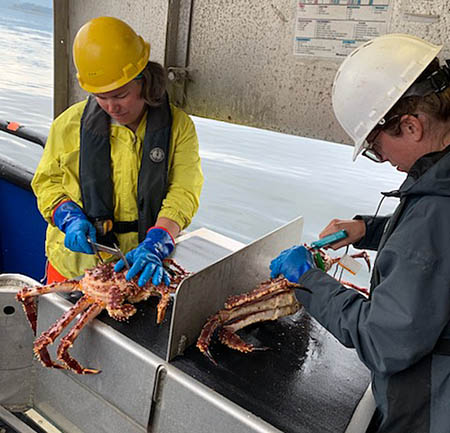 King Crab, Alaska Department of Fish and Game