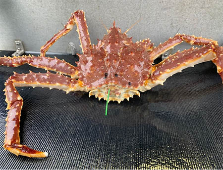 Look out, king crab: Juneau area fishery opens for first time in six years