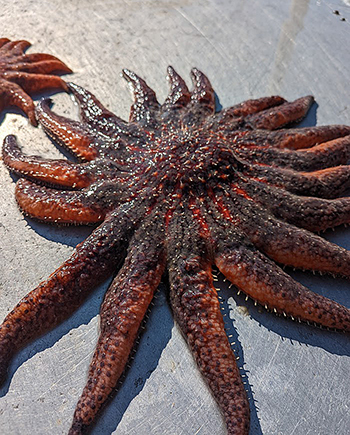 Sunflower Sea Star, Alaska Department of Fish and Game