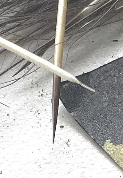 Porcupine quills are modified hairs and the follicle at the base can ldquoadjustrdquo the grip on the quill root narrow and elongated at right The black pointed end is covered with sharpedged overlapping scales that cut their way in and embed the point in the skin  see the link at end for more