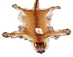 The hide and skull of a mountain lion A Petersburg trapper caught this mountain lion in a wolf snare on Kupreanof Island in December 1998 The male cat weighed about 160 pounds and measured seven and a half feet long