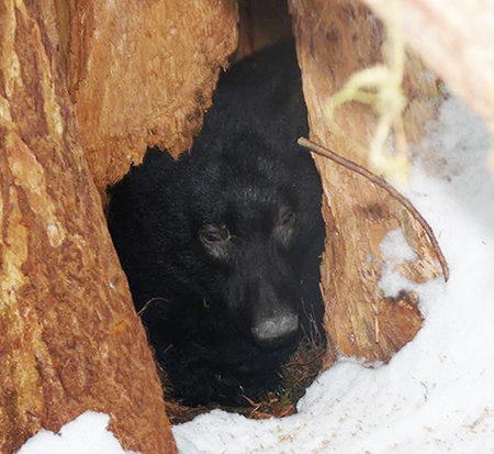 A black bear in a common type of Southeast den this one in a cavity at the base of tree