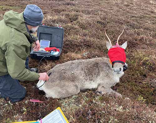 Biologist John Crouse uses an ultrasound to measure rump fat thickness on a female caribou