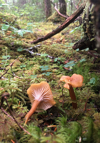 Chanterelles are an edible mushroom popular with foragers in Alaska who tend to focus on a few specific types that they learn to confidently identify