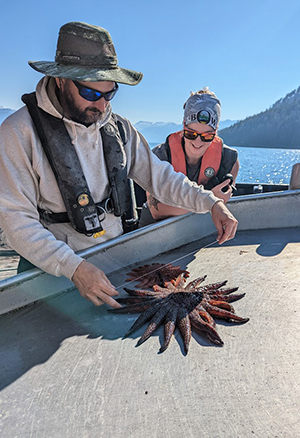 Sunflower Sea Star, Alaska Department of Fish and Game