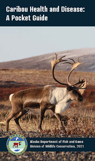 Nose Bots in Alaska's Species, Alaska Department of Fish and Game