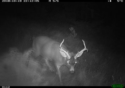 A trail camera deployed for deer research west of Petersburg captured this buck Deer are the primary food for mountain lions