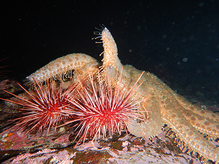 Star fish/Sea stars - Dusky's Wonders