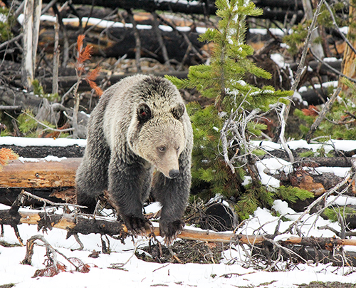 Grizzly bear guide: where they live, how they hunt and conservation -  Discover Wildlife