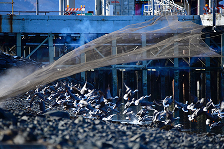 A rocket net deploying over Emperor Geese in Kodiak The device throws a net over the birds so they can be captured banded and released The biologists and volunteers netted more than 200 Emperor Geese including 175 birds that received new bands and 35 that had been banded in prior years