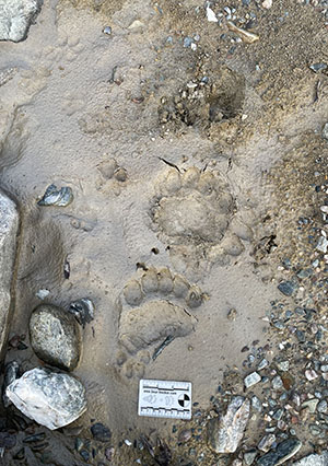 Grizzly bear and coyote tracks near the site Mike Taras photo
