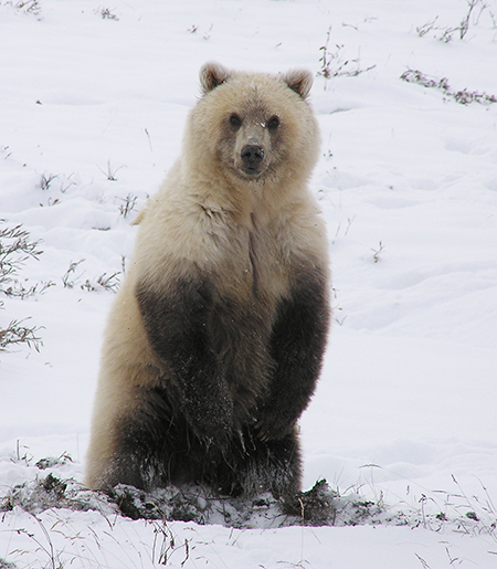 GRIZZLY BEAR definition and meaning