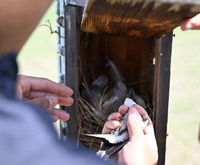 A Tree Swallow nest box check