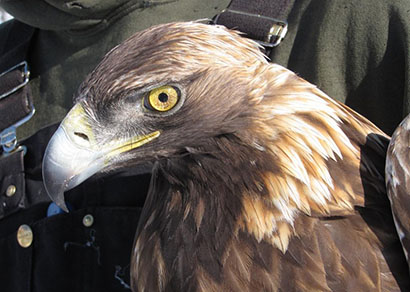 Golden eagles are among the birds of prey which have a new home in Wales -  Wales Online