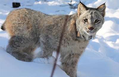 A collared lynx kitten captured and released near Jatahmund Lake Reports of mountain lions in Alaska sometimes turn out to be lynx Photo by Sara Germain