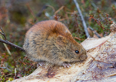 Mushrooms and fungus eaten by rodents like this redbacked vole effectively spread spores across the environment in their scat Redbacked voles are abundant in Alaska and inoculate soil with fungi helping to build forests