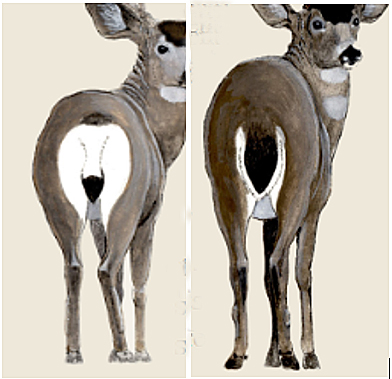 Sitka blacktailed deer right rump markings have very little white visible on either side of a flat flaplike tail that is dark brown grading to black near the end ndash although it may be white at the very tip Mule deer left have a more prominent and distinct white rump patch and a tail that appears lighter and narrower with black at the tip