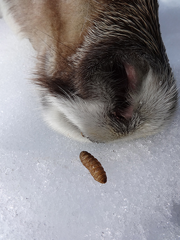 Nose Bots in Alaska's Species, Alaska Department of Fish and Game