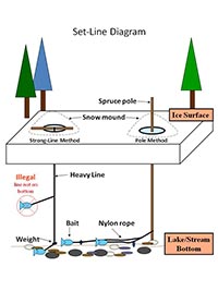 How to Set Line for Burbot, Alaska Department of Fish and Game