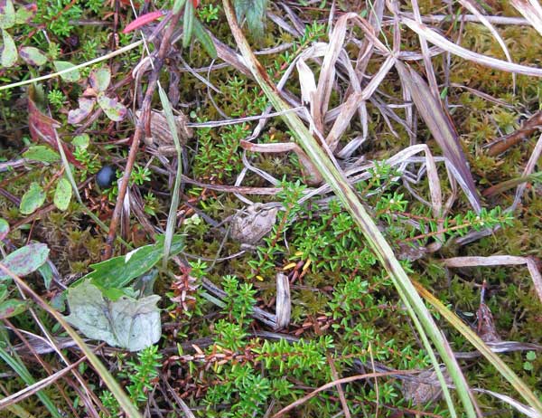 Camouflaged Wood Frog - Alaska Department of Fish and Game (ADFG)