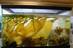 Photo of a fish tank