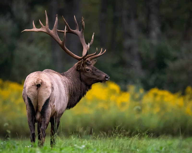 Elk Kit