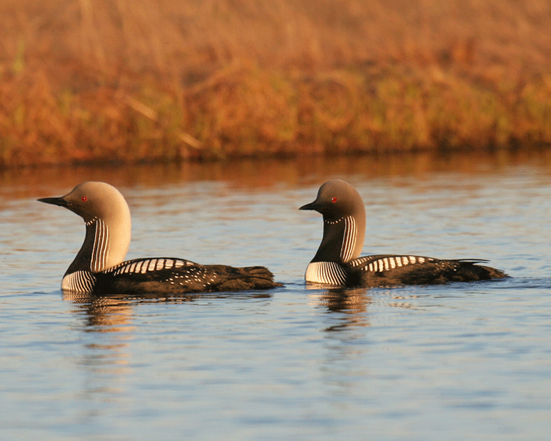 Loon Kit