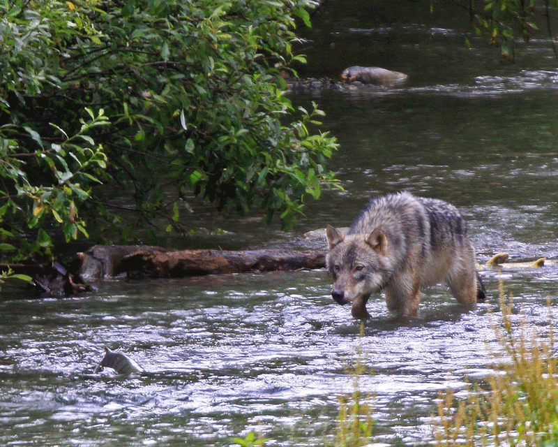 Wolf Kit