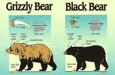 Bear Baiting: Species - Hunter Education, Alaska Department of