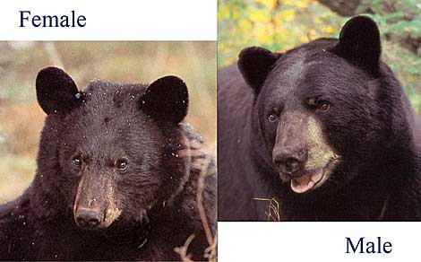 Male and female bears