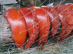 Drying Salmon Eggs