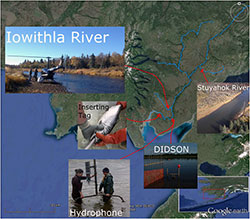 Escapement enumeration projects, Nushagak Drainage, Bristol Bay, Alaska.