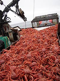 Golden king crab survey in the Aleutian Islands.