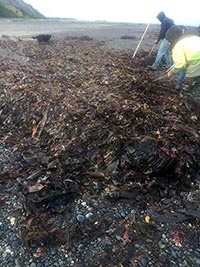 Seaweed harvesting on the beach