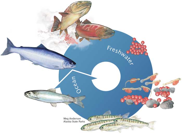Sockeye salmon life cycle
