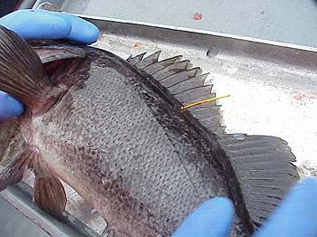 Tagging a black rockfish.