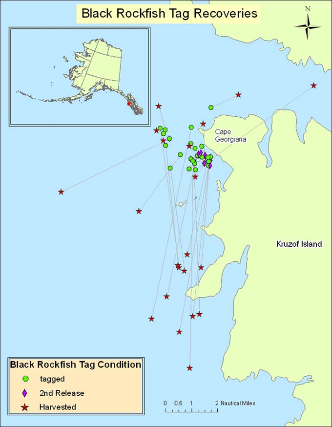 Black Rockfish Tag Condition Map