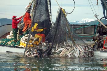 hauling a seine net up full of chum salmon